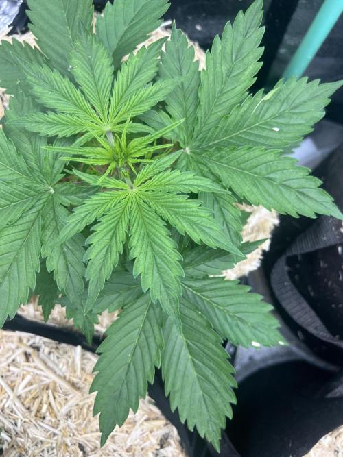 Carvajet 4th grow of Autoflowers. Week 3 - Blue Dream