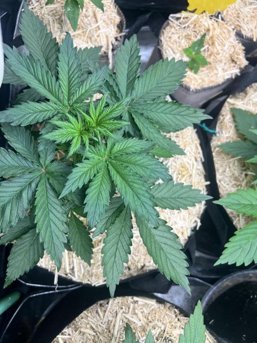 Carvajet 4th grow of Autoflowers. Week 3 - Blue Dream 2 