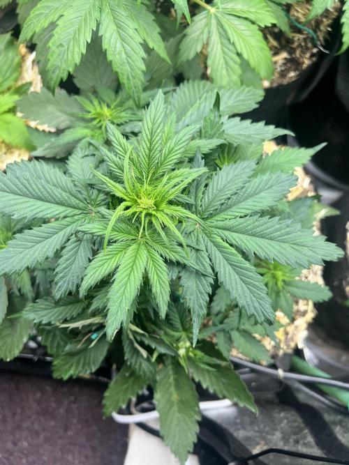 Carvajet 4th grow of Autoflowers. Week 4