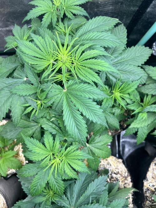 Carvajet 4th grow of Autoflowers. Week 4