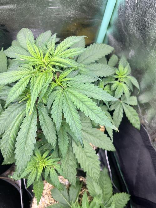 Carvajet 4th grow of Autoflowers. Week 4