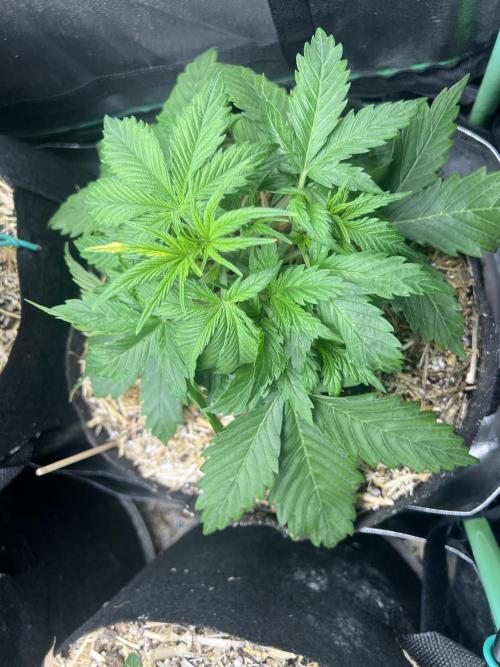 Carvajet 4th grow of Autoflowers. Week 4