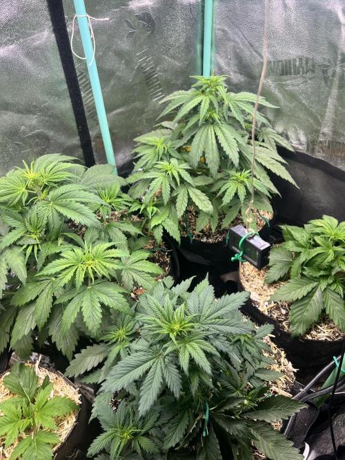 Carvajet 4th grow of Autoflowers. Week 4