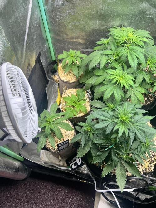 Carvajet 4th grow of Autoflowers. Week 4