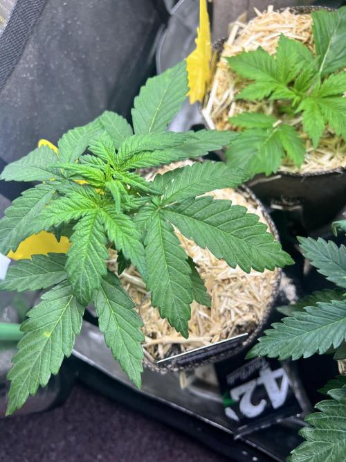 Carvajet 4th grow of Autoflowers. Week 4