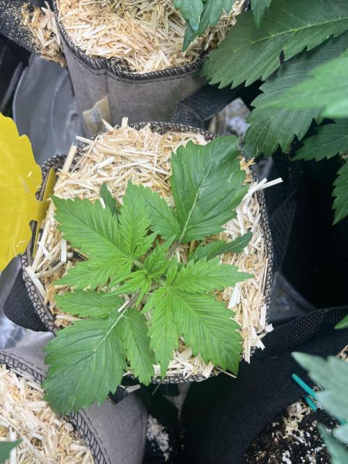 Carvajet 4th grow of Autoflowers. Week 4