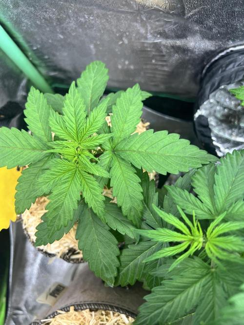 Carvajet 4th grow of Autoflowers. Week 4