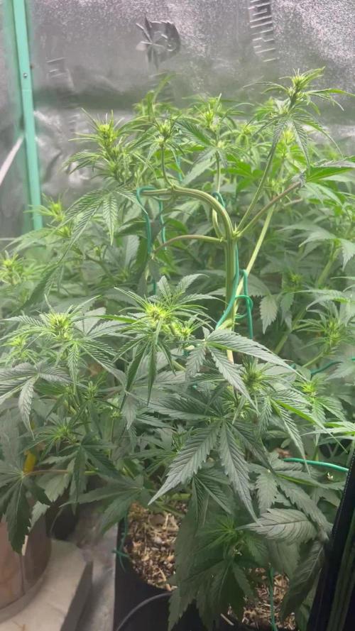Carvajet 4th grow of Autoflowers