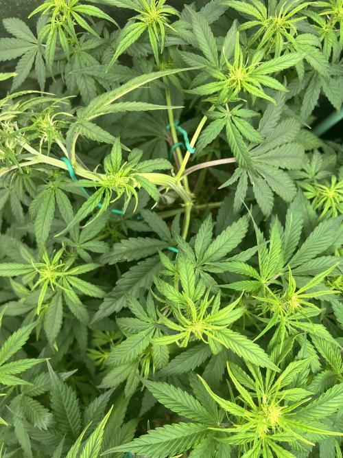 Carvajet 4th grow of Autoflowers. Week 5