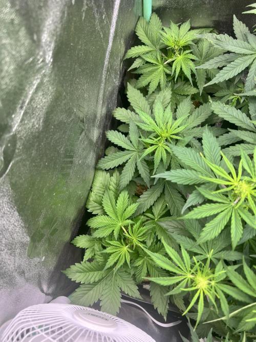 Carvajet 4th grow of Autoflowers. Week 5