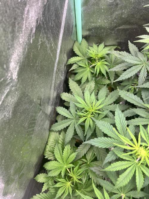 Carvajet 4th grow of Autoflowers. Week 5