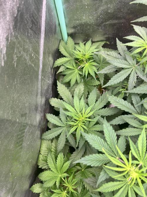 Carvajet 4th grow of Autoflowers. Week 5