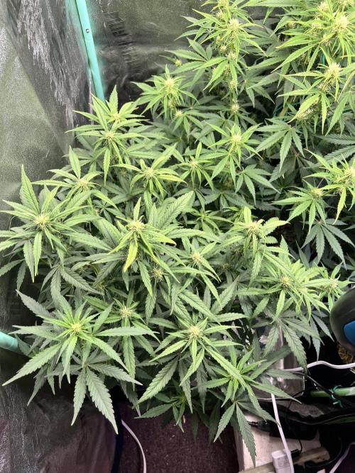 Carvajet 4th grow of Autoflowers. Week 6