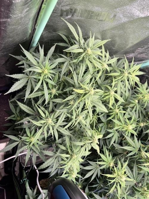 Carvajet 4th grow of Autoflowers. Week 6