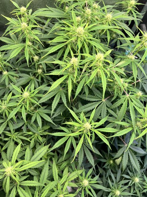 Carvajet 4th grow of Autoflowers. Week 6