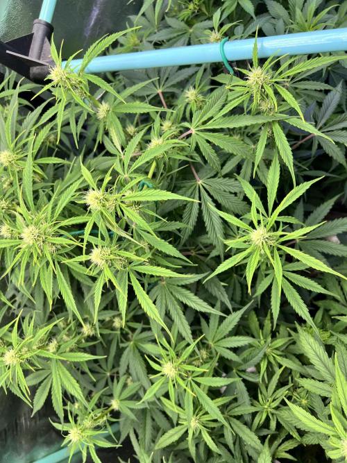 Carvajet 4th grow of Autoflowers. Week 6