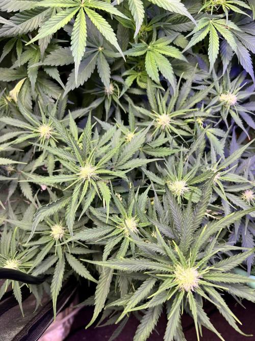 Carvajet 4th grow of Autoflowers. Week 6