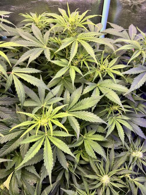 Carvajet 4th grow of Autoflowers. Week 6