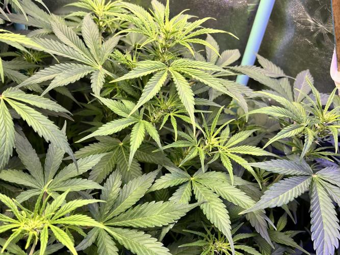 Carvajet 4th grow of Autoflowers. Week 6