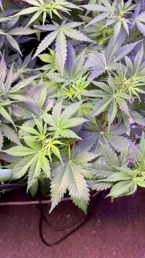 Carvajet 4th grow of Autoflowers