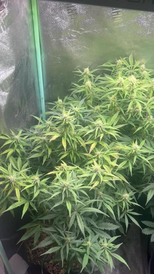 Carvajet 4th grow of Autoflowers