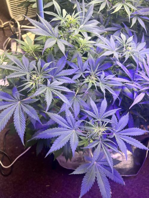 Carvajet 4th grow of Autoflowers. Week 7