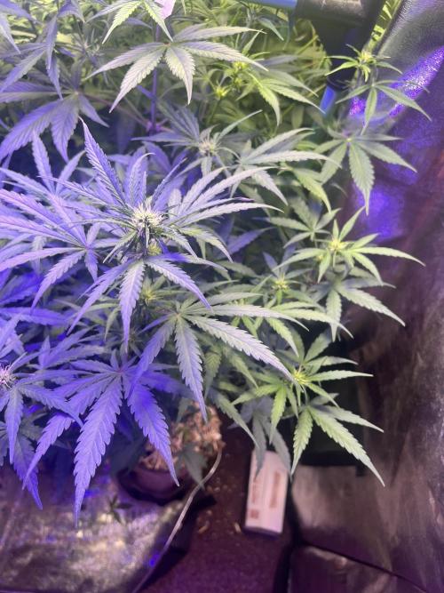 Carvajet 4th grow of Autoflowers. Week 7