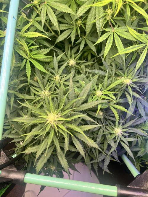 Carvajet 4th grow of Autoflowers. Week 7