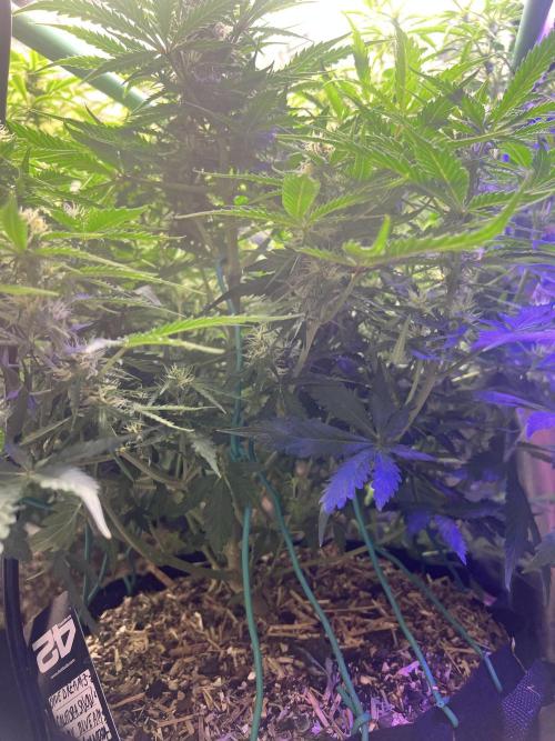 Carvajet 4th grow of Autoflowers. Week 7