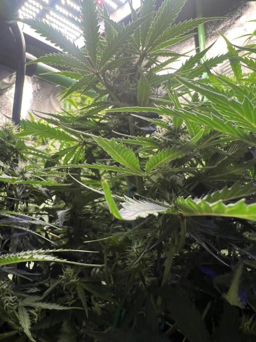 Carvajet 4th grow of Autoflowers. Week 7