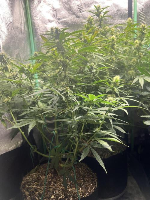 Carvajet 4th grow of Autoflowers. Week 7