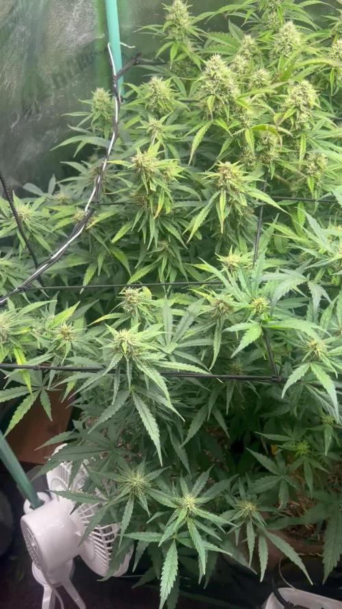 Carvajet 4th grow of Autoflowers