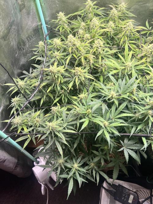 Carvajet 4th grow of Autoflowers. Week 8