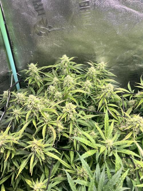 Carvajet 4th grow of Autoflowers. Week 8