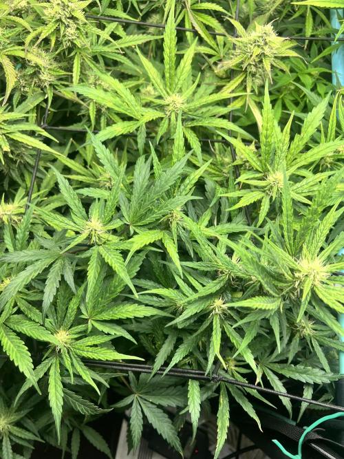 Carvajet 4th grow of Autoflowers. Week 8