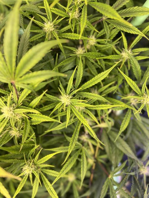 Carvajet 4th grow of Autoflowers. Week 8