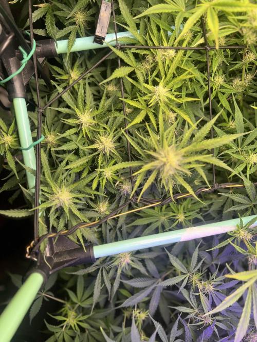 Carvajet 4th grow of Autoflowers. Week 8