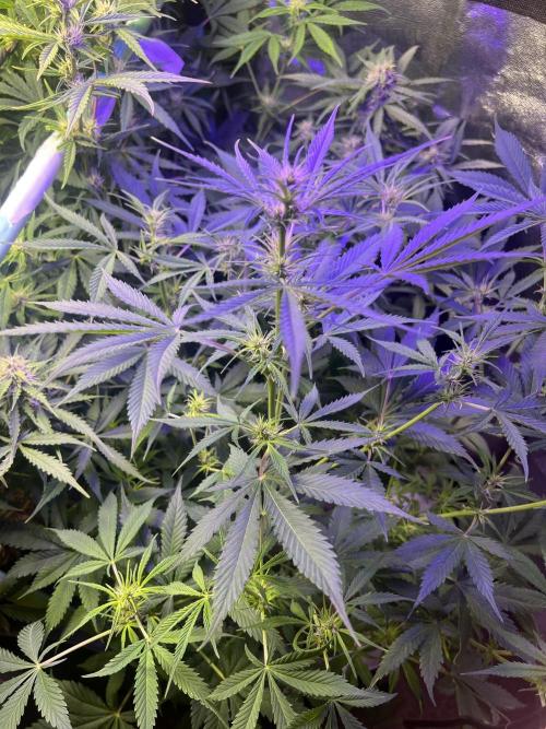 Carvajet 4th grow of Autoflowers. Week 8