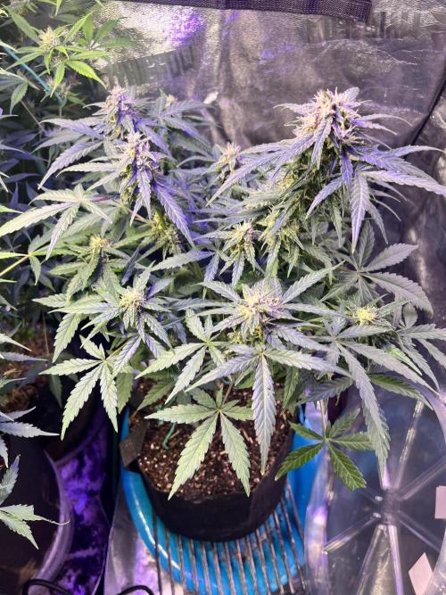 Carvajet 4th grow of Autoflowers. Week 9