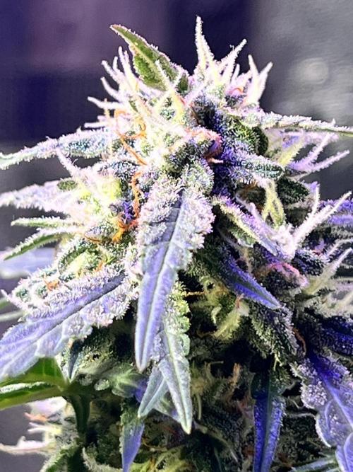 Carvajet 4th grow of Autoflowers. Week 9