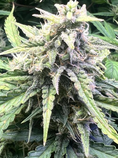 Carvajet 4th grow of Autoflowers. Week 9