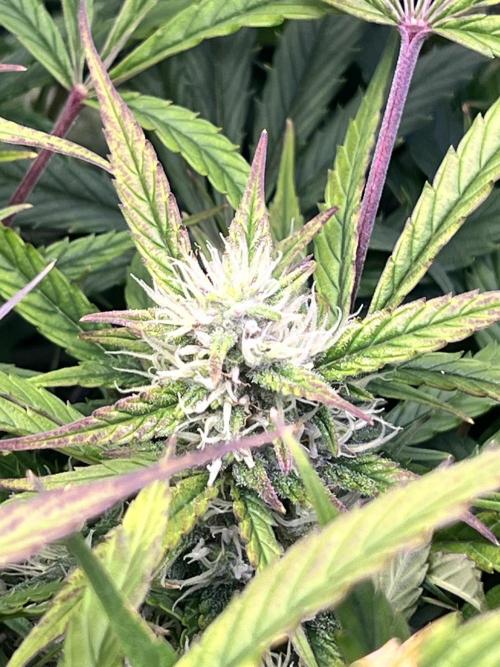 Carvajet 4th grow of Autoflowers. Week 9