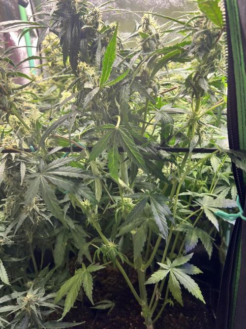 Carvajet 4th grow of Autoflowers. Week 9