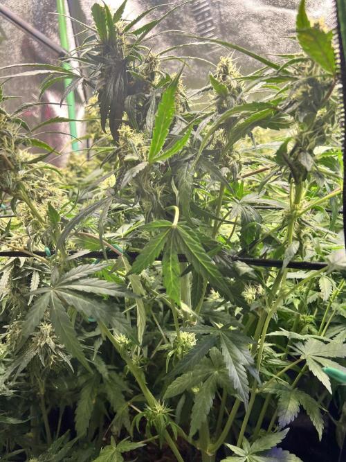 Carvajet 4th grow of Autoflowers. Week 9