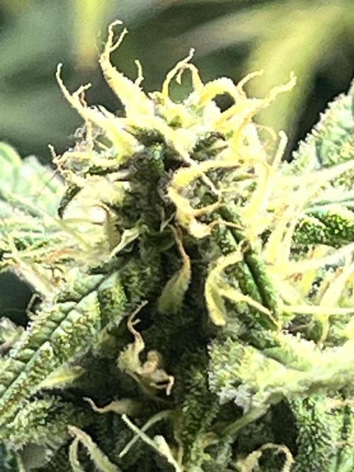 Carvajet 4th grow of Autoflowers. Week 9