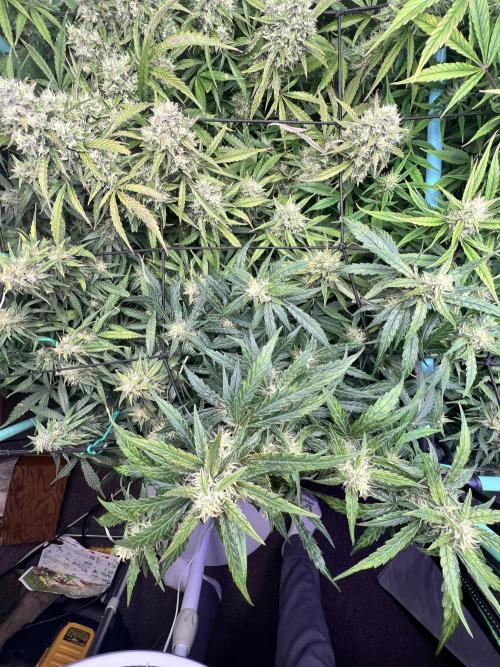 Carvajet 4th grow of Autoflowers. Week 9