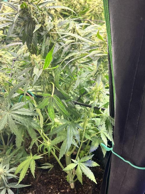 Carvajet 4th grow of Autoflowers. Week 9