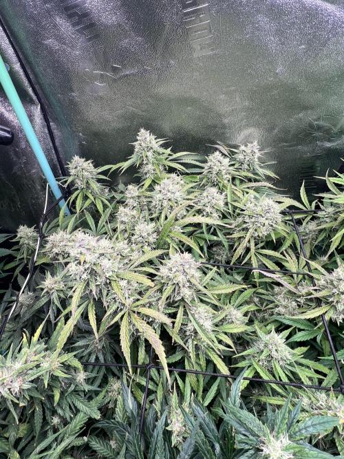 Carvajet 4th grow of Autoflowers. Week 9