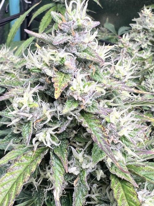 Carvajet 4th grow of Autoflowers. Week 9