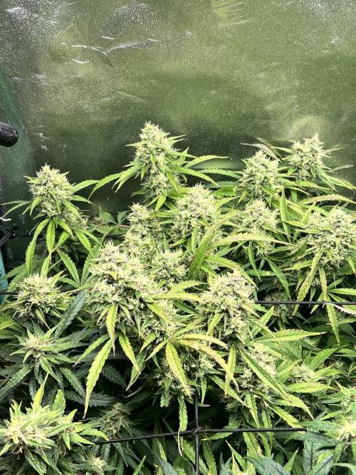 Carvajet 4th grow of Autoflowers. Week 9